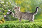 小猫 猫咪