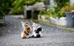 小猫 猫咪