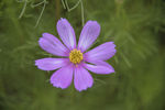 格桑花