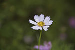 波斯菊