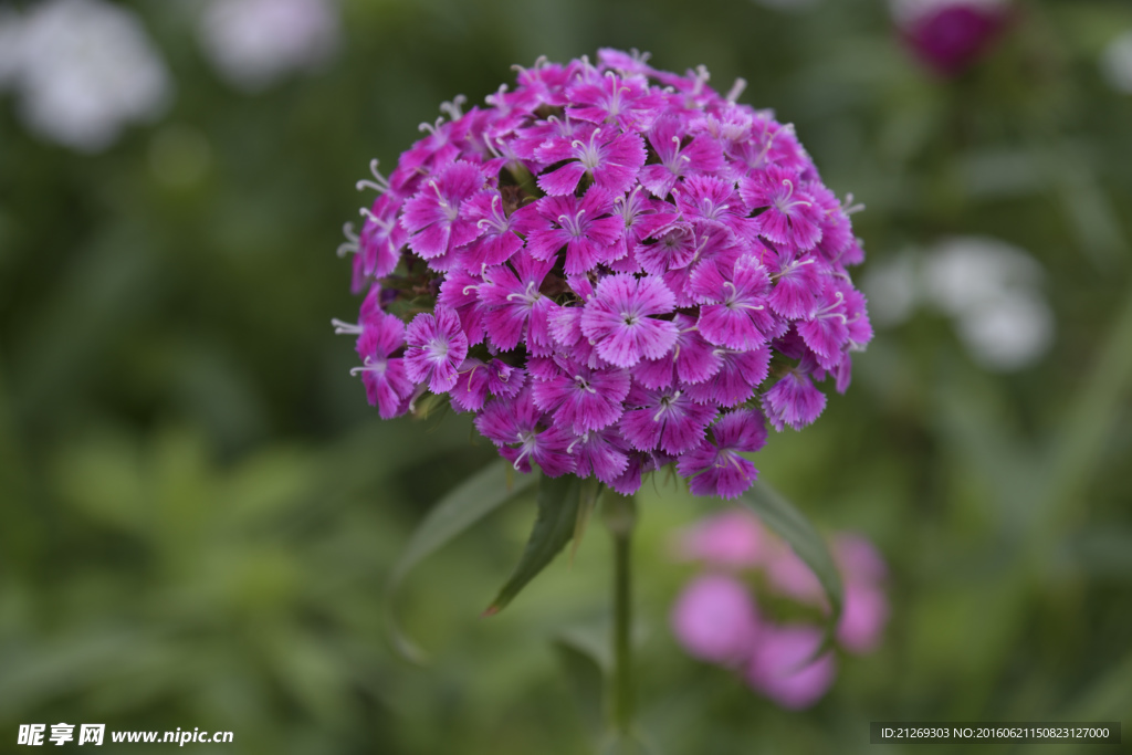 石竹花