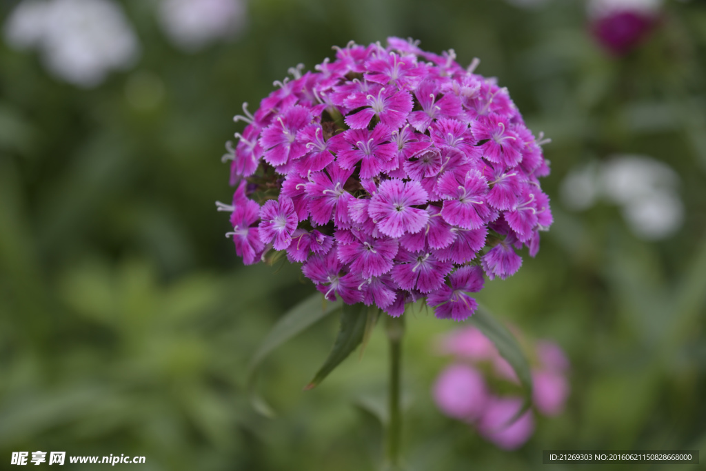 石竹花  花卉