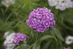 石竹花  花卉