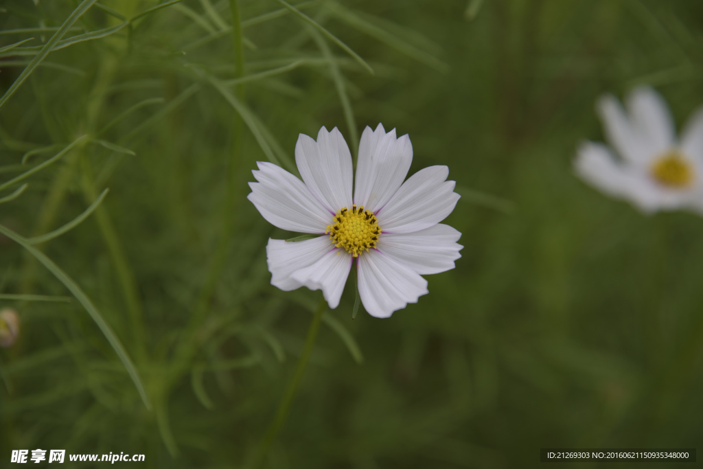 波斯菊