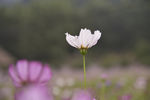 格桑花