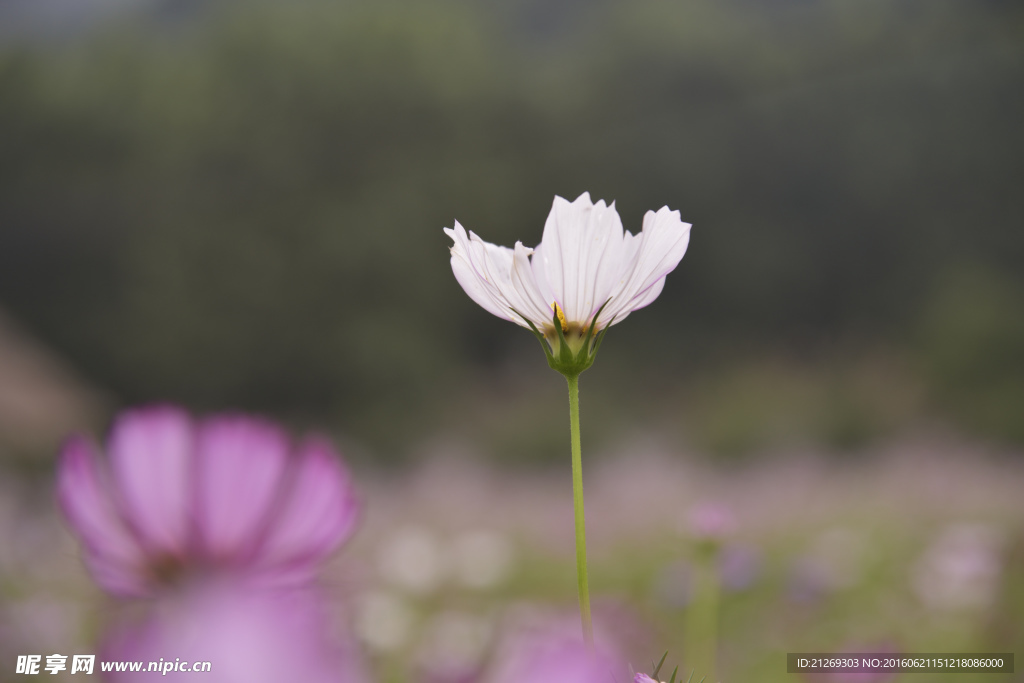 格桑花