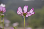 花卉