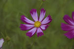 格桑花