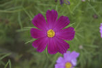 花卉
