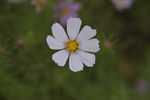 格桑花