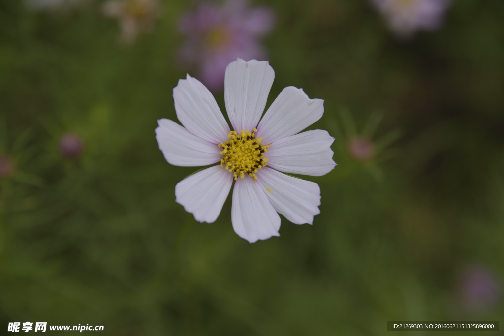 格桑花
