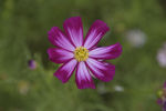 格桑花
