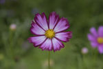 格桑花