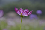 花卉