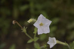 花卉