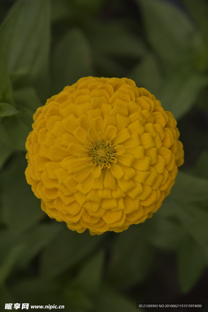 花卉