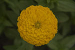 花卉