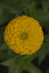 花卉