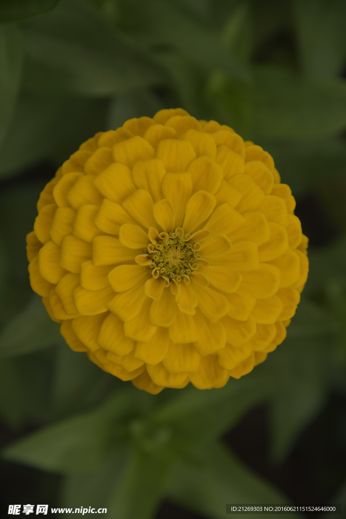 花卉