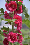 一丈红  花草