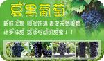 夏黑葡萄