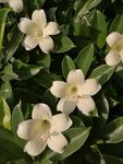非洲茉莉
