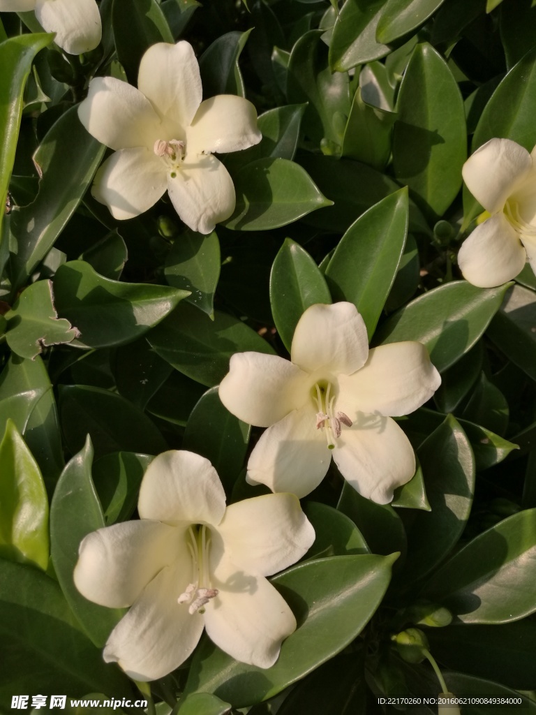 非洲茉莉