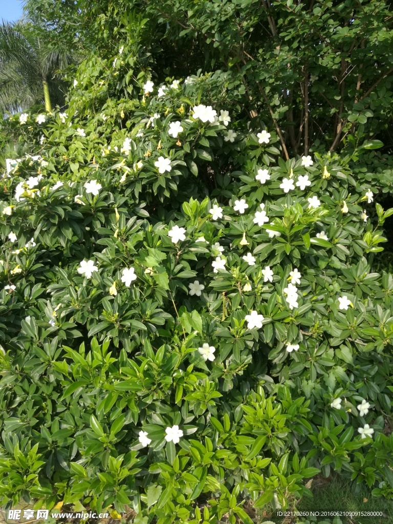 非洲茉莉