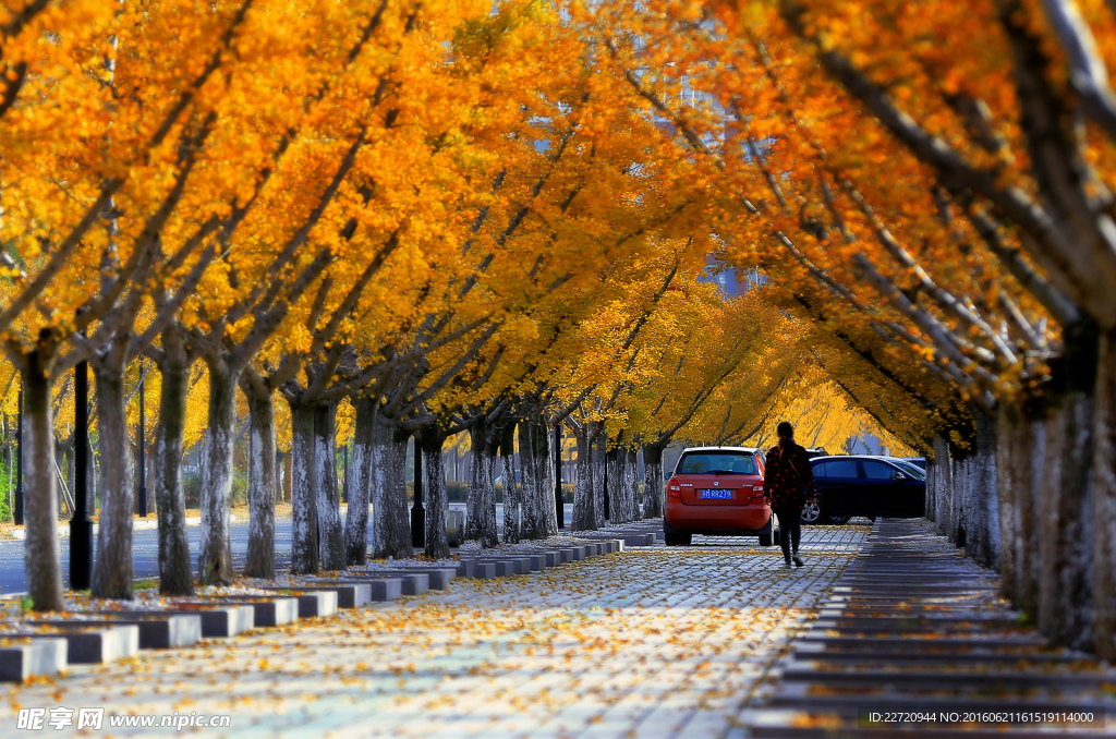 银杏道路