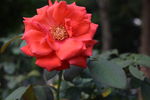 红色玫瑰花