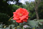 红色玫瑰花