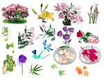 各种鲜花