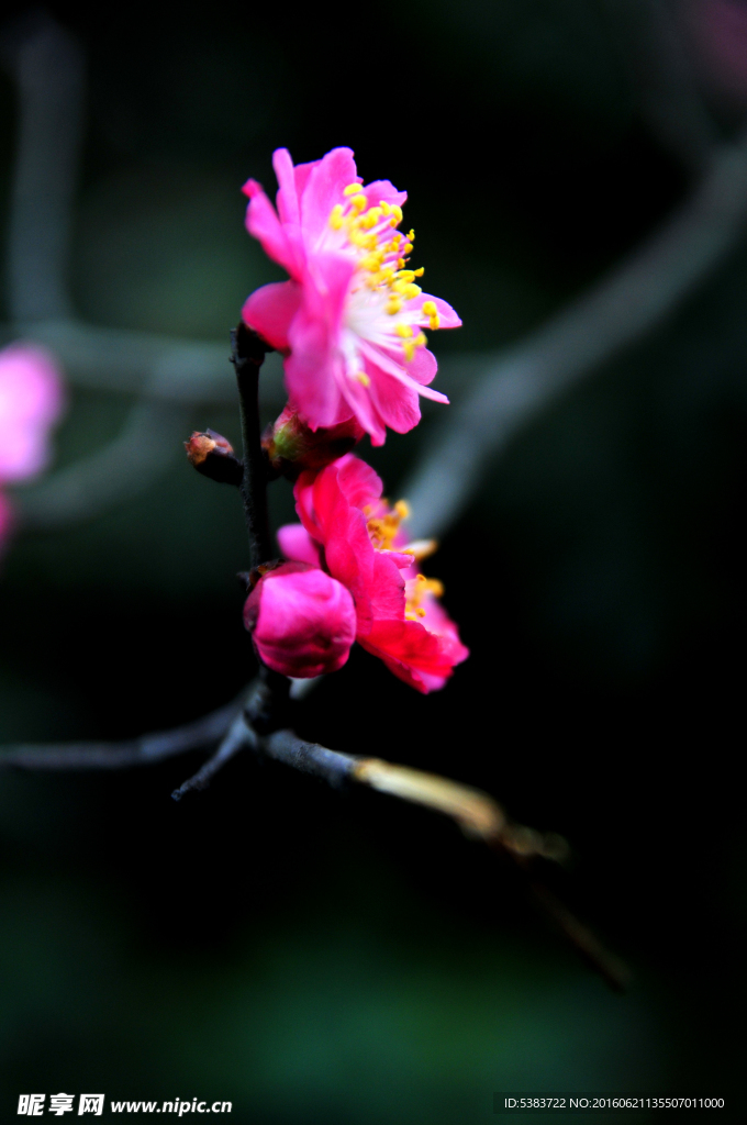 桃花