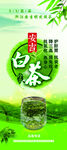 安吉白茶