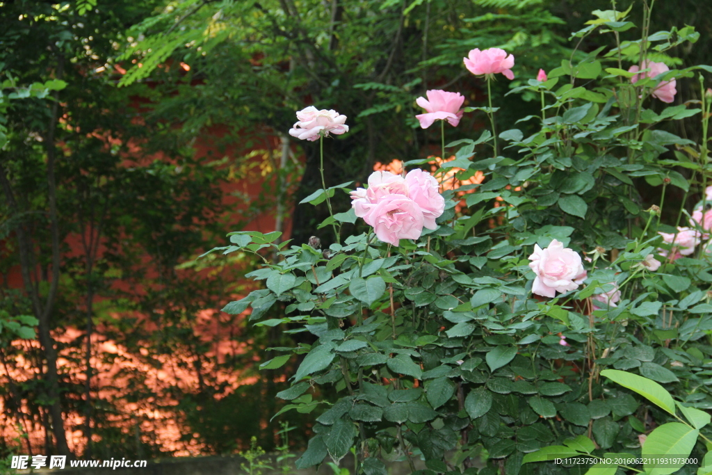 牡丹花