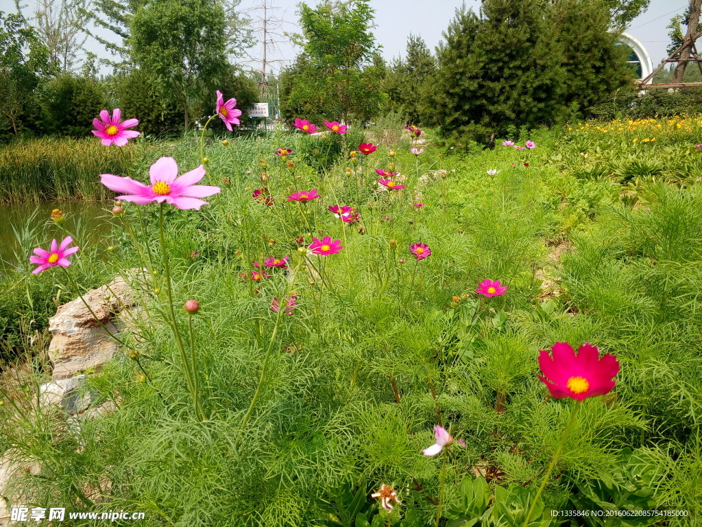 鲜花草地