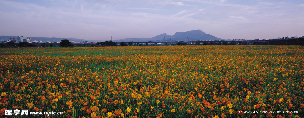 漫山遍野的鲜花