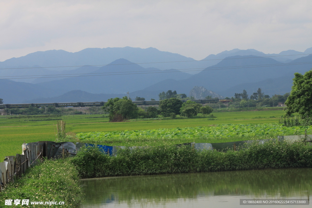 田园