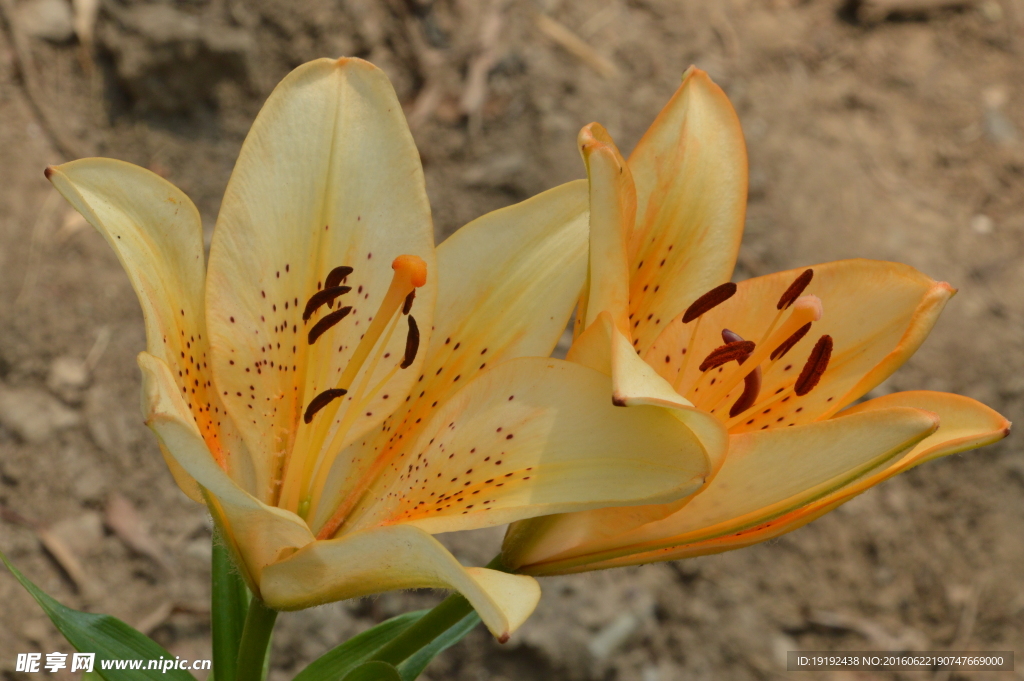 百合花