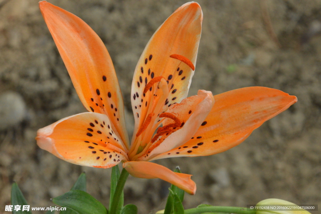 百合花