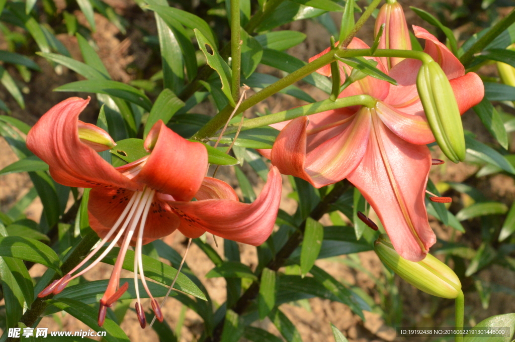 百合花