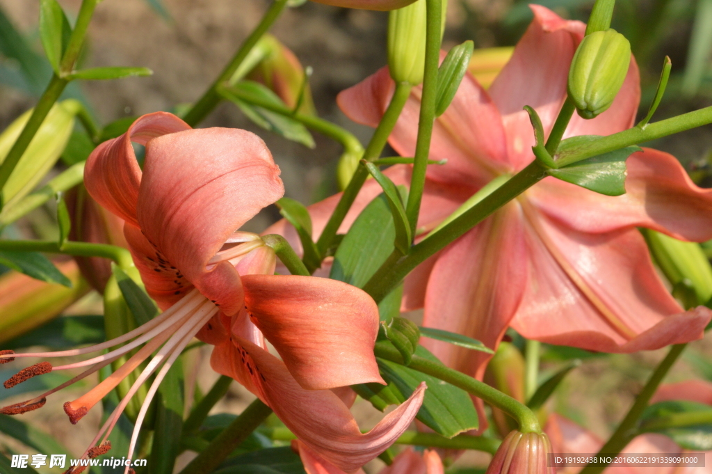 百合花