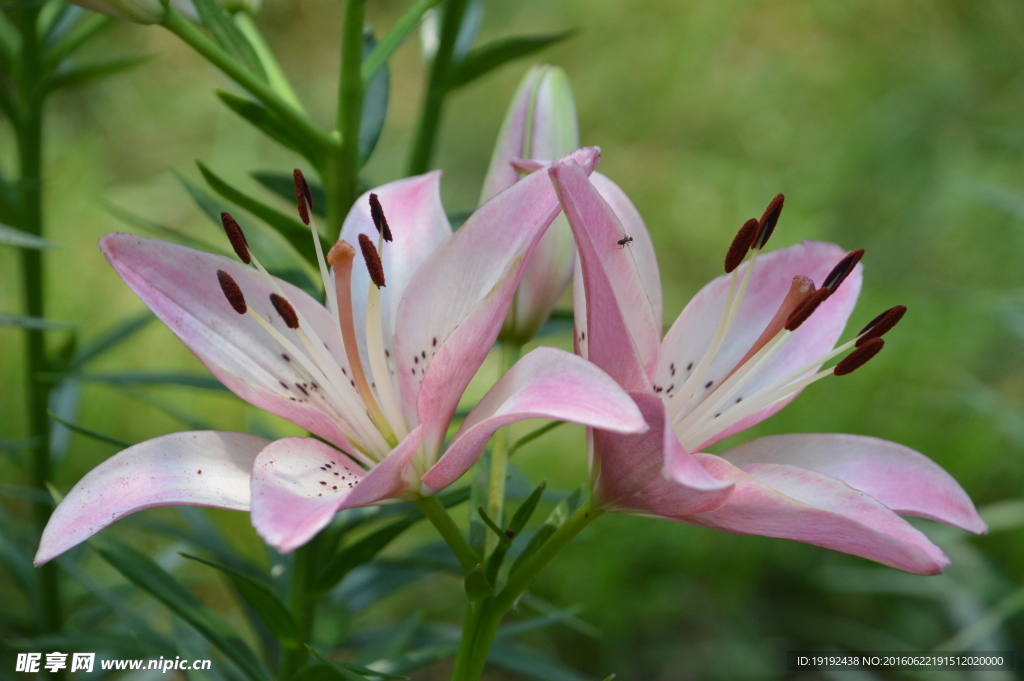 百合花