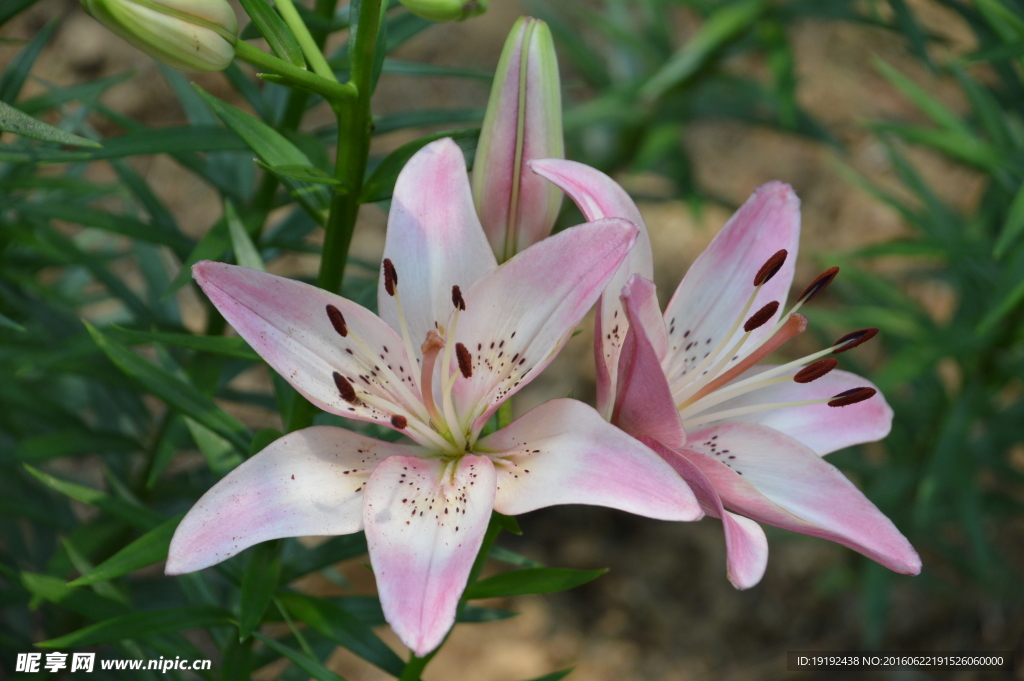 百合花