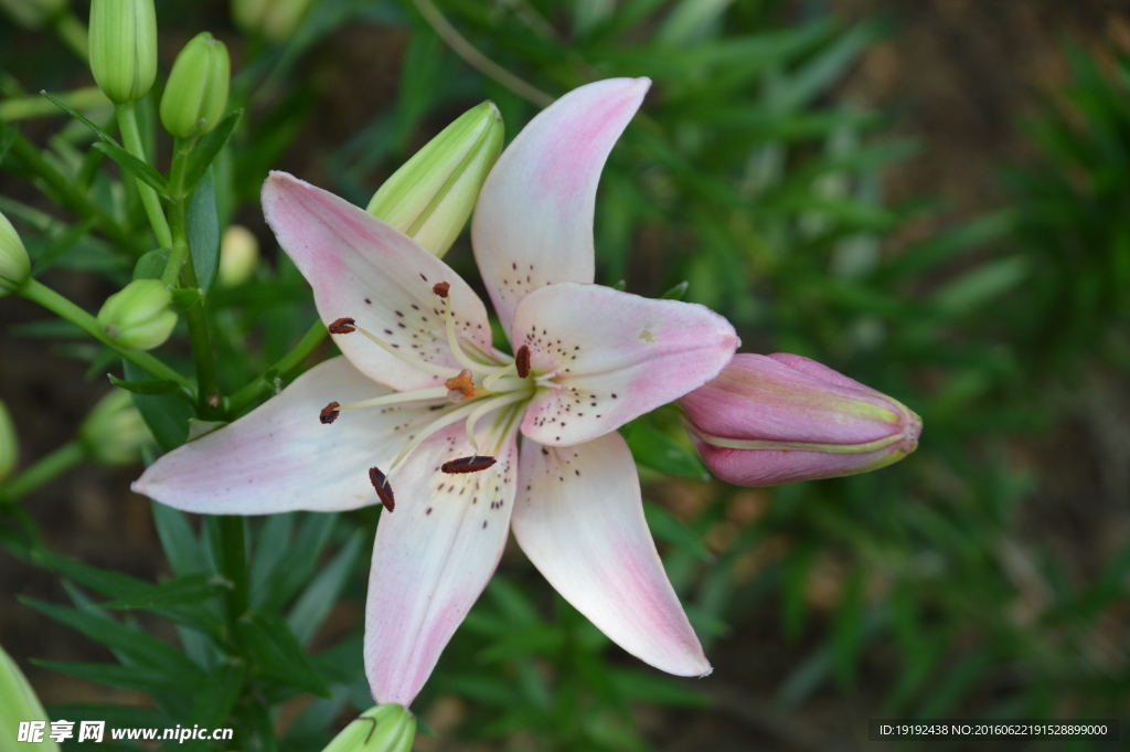 百合花