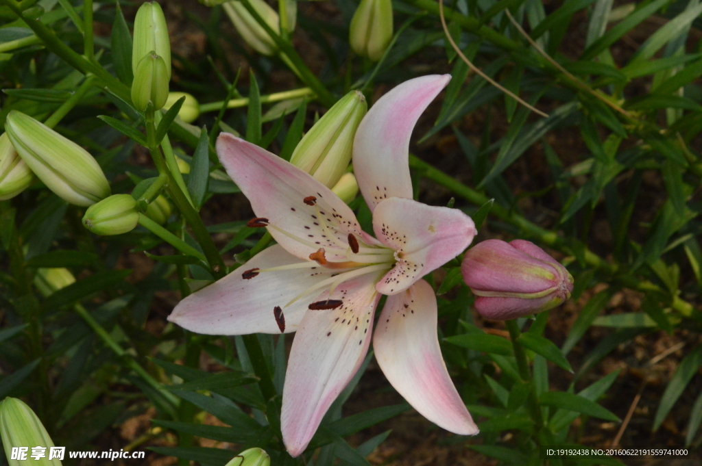 百合花