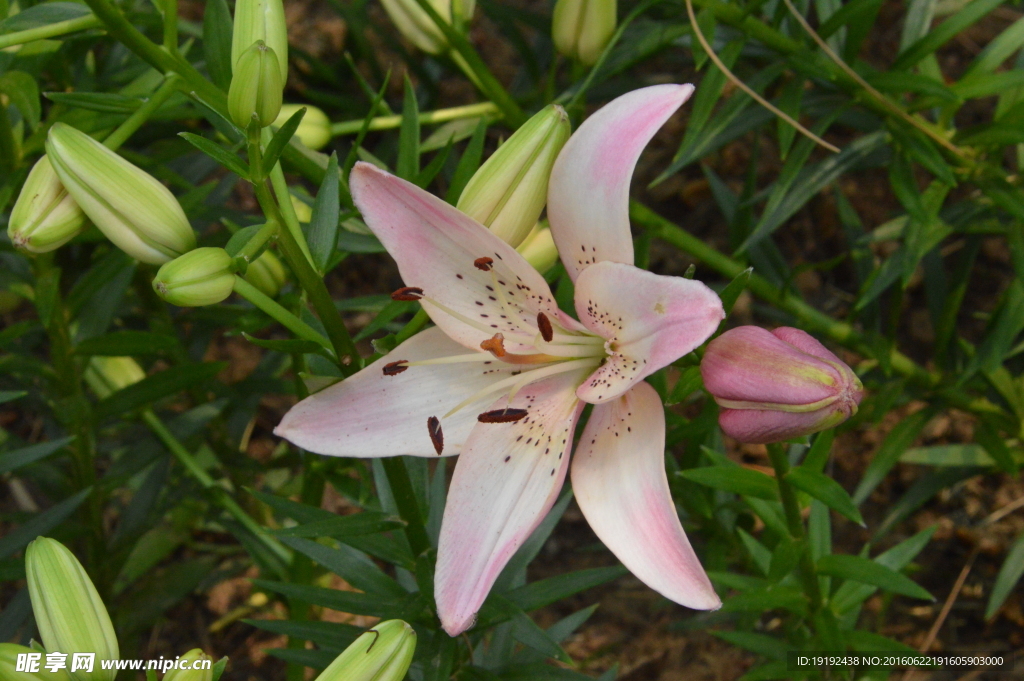 百合花