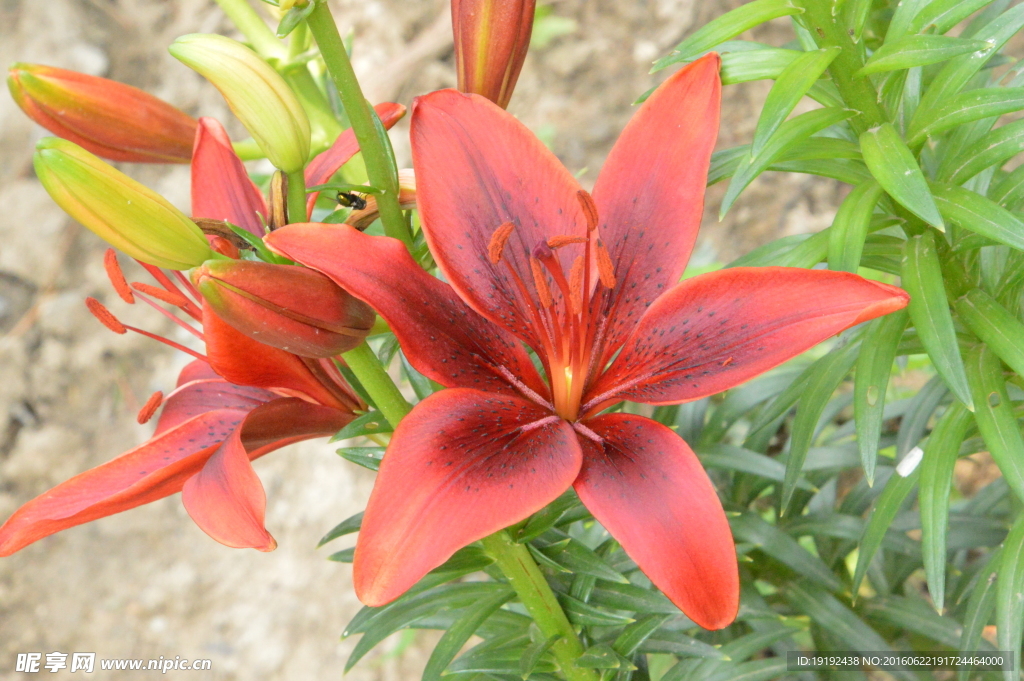 百合花