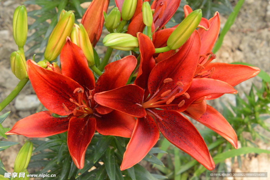 百合花