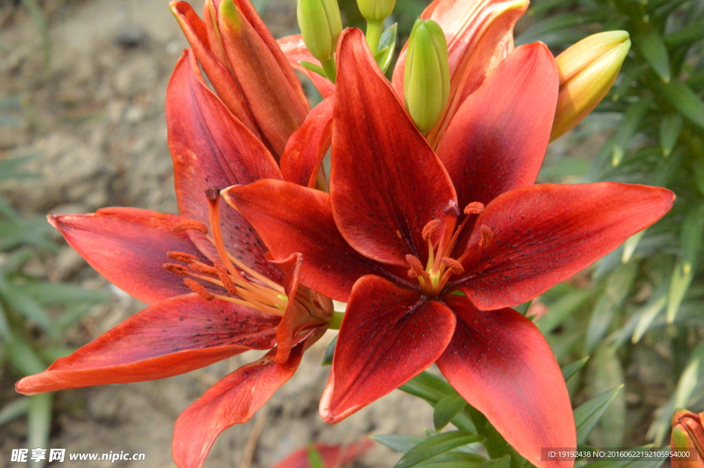 百合花